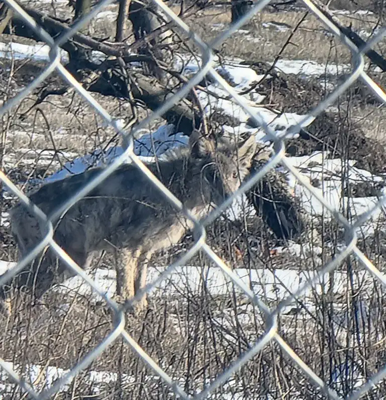 wilki pod Białymstokiem