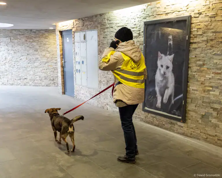 Luksus bezwarunkowej miłości – wystawa zdjęć zwierząt do adopcji w Białymstoku