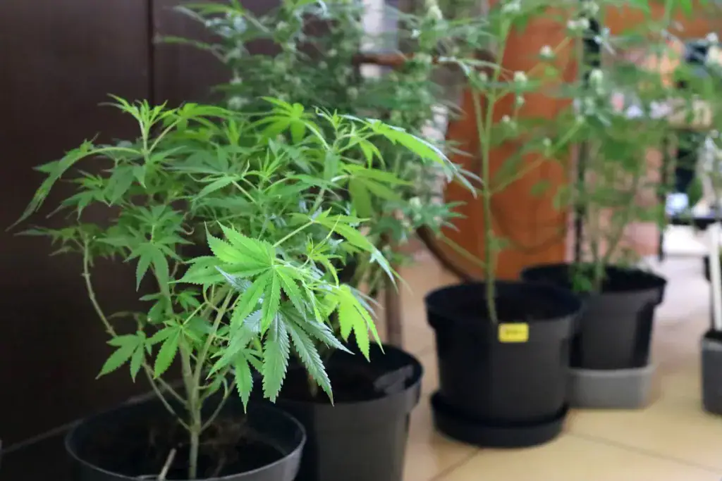 źródło: KMP Białystok