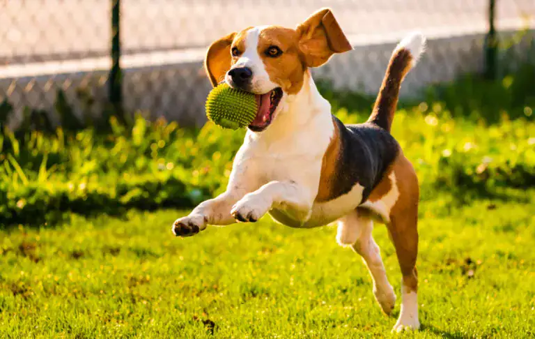 wybieg dla psów Białystok Leśna Dolina
